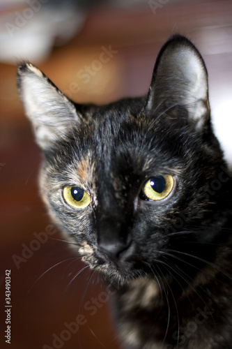 black yellow-eyed Shorthair cat © Ольга Рупасова