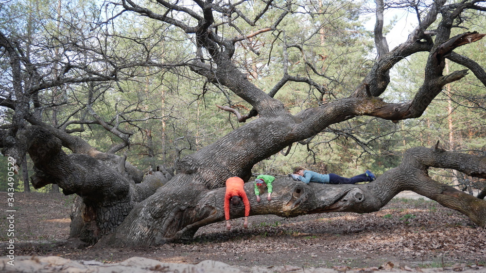 The family lies on a thick tree in the forest. Oak The family lies on a thick tree in the forest. Oak