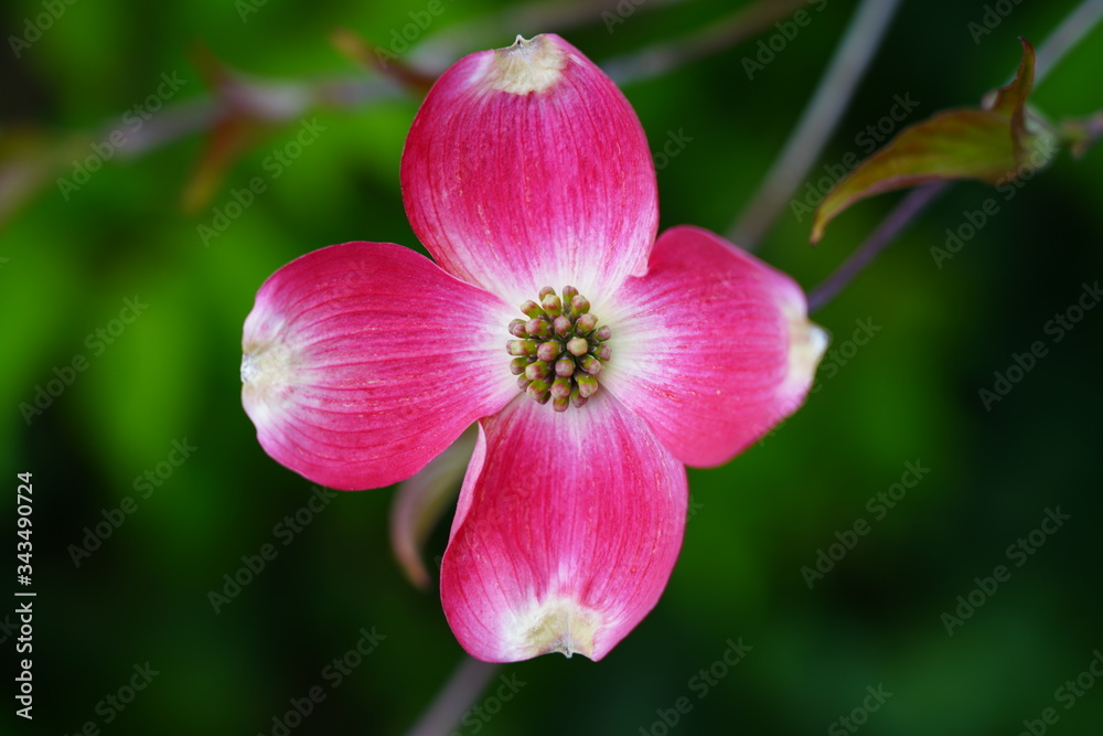 Close-up of a pink dogwood (cornus) flower on the tree in the spring