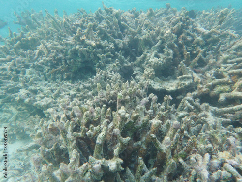 Dead coral at Maldive