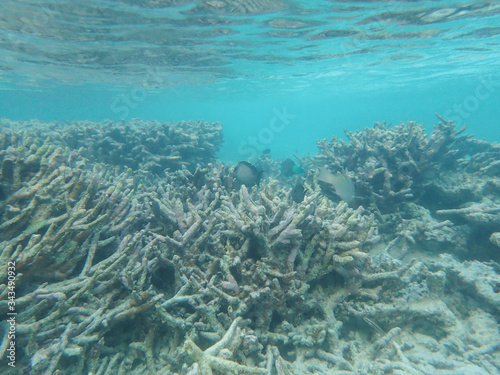 Dead staghorn coral in blue ocean