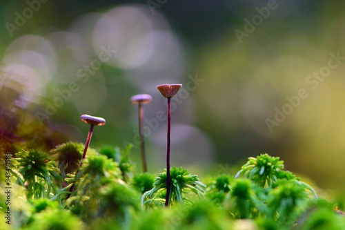 
three little mushrooms in the forest on green moss