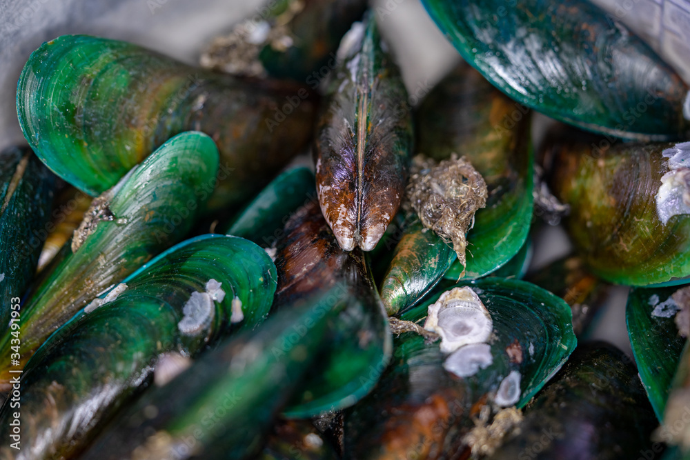 A close up shot of mussel seafood A close up shot of mussel seafood