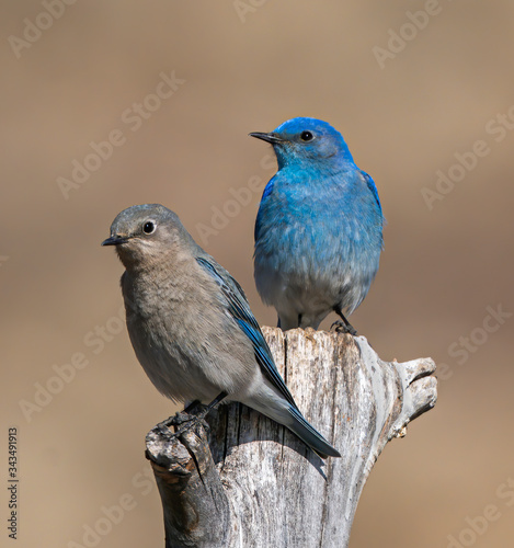 Mountain Bluebird Pair House Hunting - A pair of Mountain Bluebirds pause for a rest during their house hunting expedition. Dillon, Colorado. photo