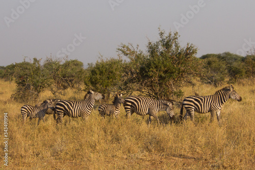 Zebras in an african savannah under golden sunlight