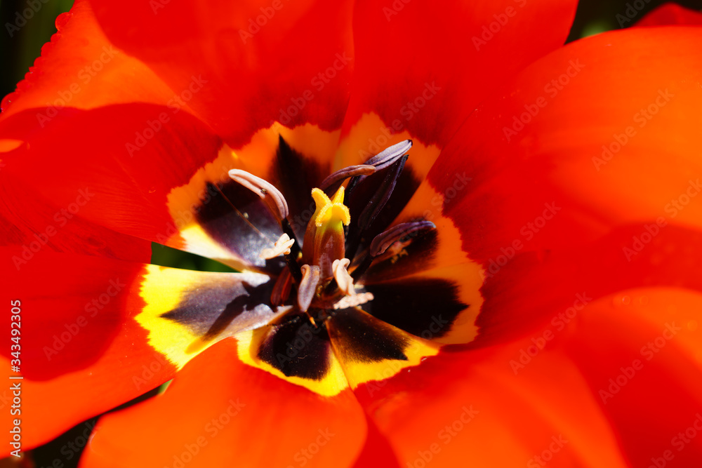 Full bloom macro view of the inside of a red orange tulip flower in the spring garden Full bloom macro view of the inside of a red orange tulip flower in the spring garden