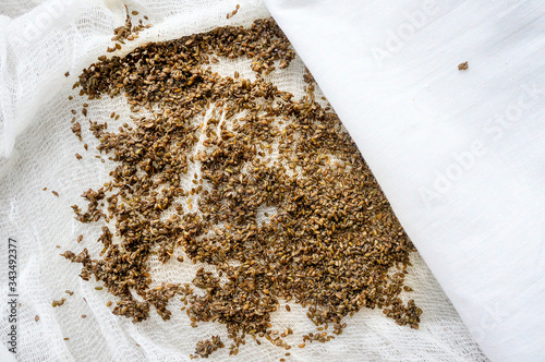 Carrot seeds soaked in water on gauze for germination before planting