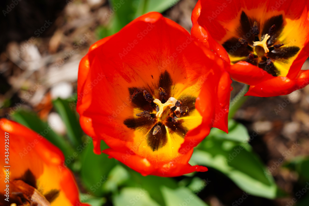 Full bloom macro view of the inside of a red orange tulip flower in the spring garden Full bloom macro view of the inside of a red orange tulip flower in the spring garden