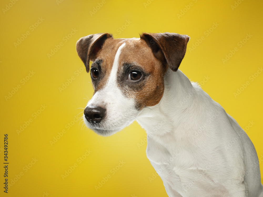 Smooth Jack Russell Terrier on a yellow background. A happy and charming dog. 