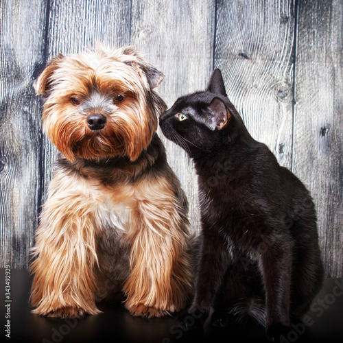 the cat sits with the dog