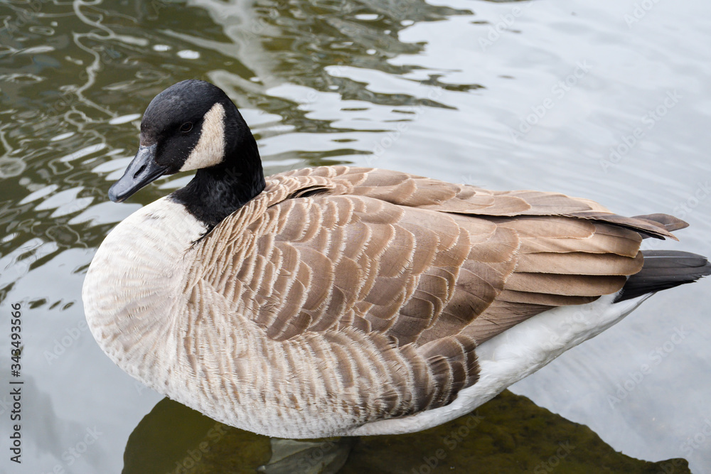 Obraz premium Ducks floating on Camden town Regent canal, in London