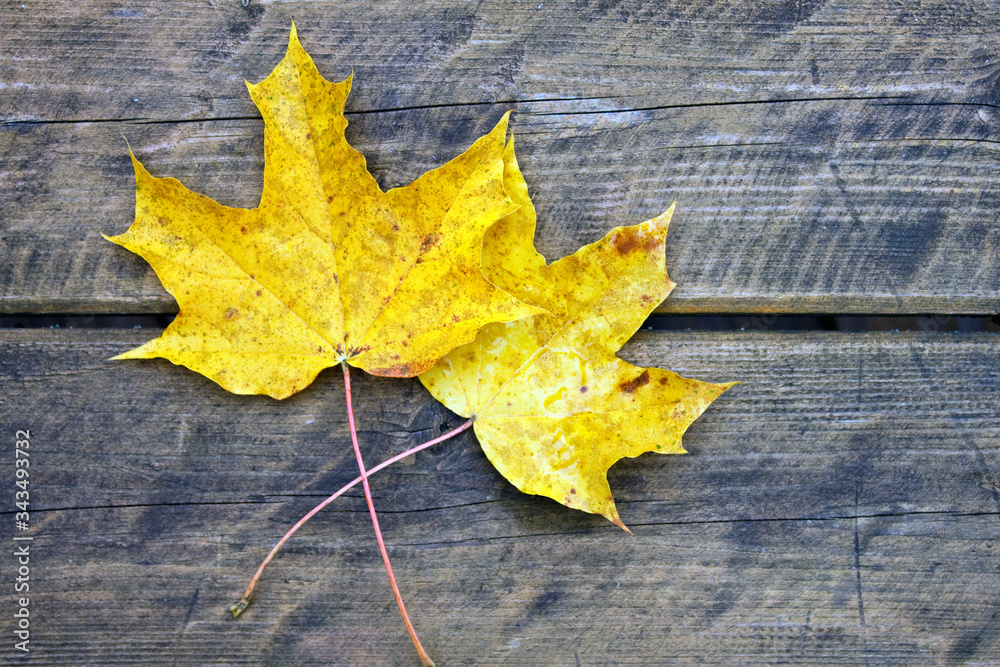 Yellow autumn leaves composition on old wooden background. Great season texture with fall mood. Nature october and november background. Copy space, top view. Yellow autumn leaves composition on old wooden background. Great season texture with fall mood. Nature october and november background. Copy space, top view.