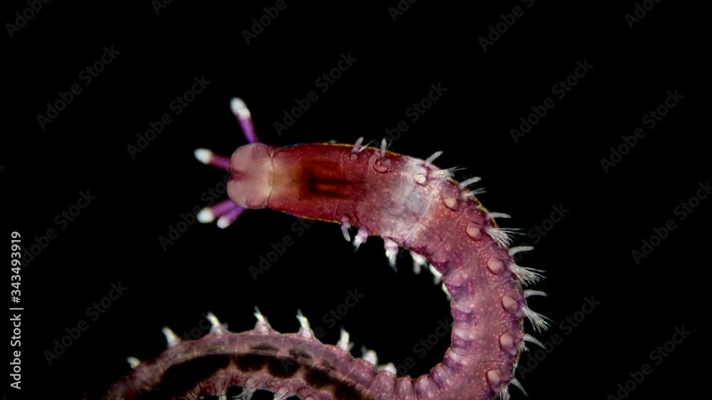 Polychaeta worm under a microscope, the family Eunicidae, marine worms, there are parasites and predators, reach 3m long, this sample is young and only a few millimeters