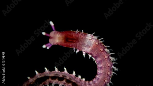 Polychaeta worm under a microscope, the family Eunicidae, marine worms, there are parasites and predators, reach 3m long, this sample is young and only a few millimeters photo