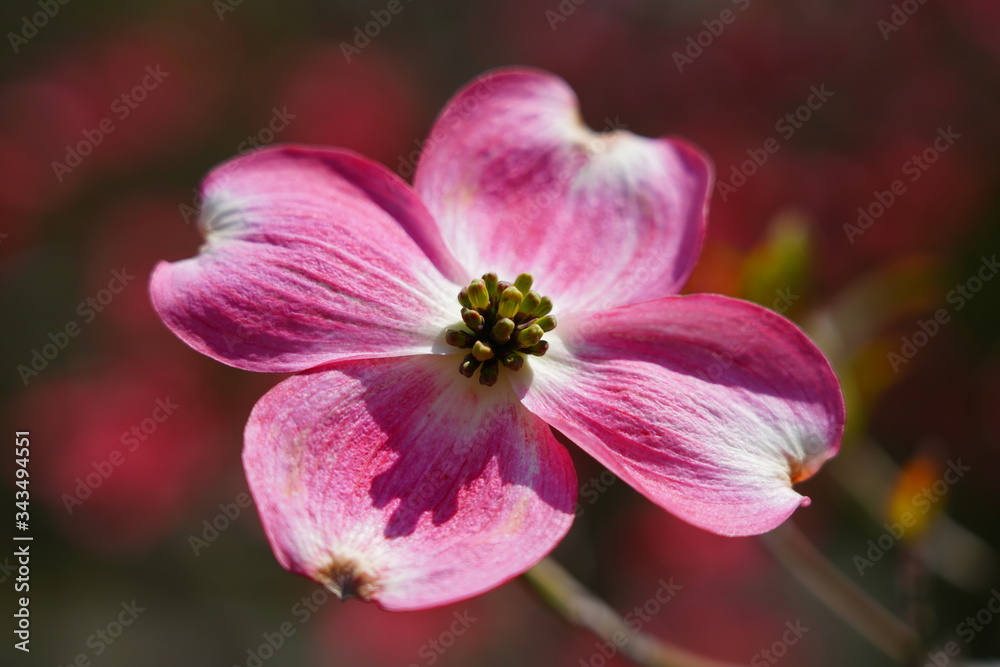 Close-up of a pink dogwood (cornus) flower on the tree in the spring Close-up of a pink dogwood (cornus) flower on the tree in the spring