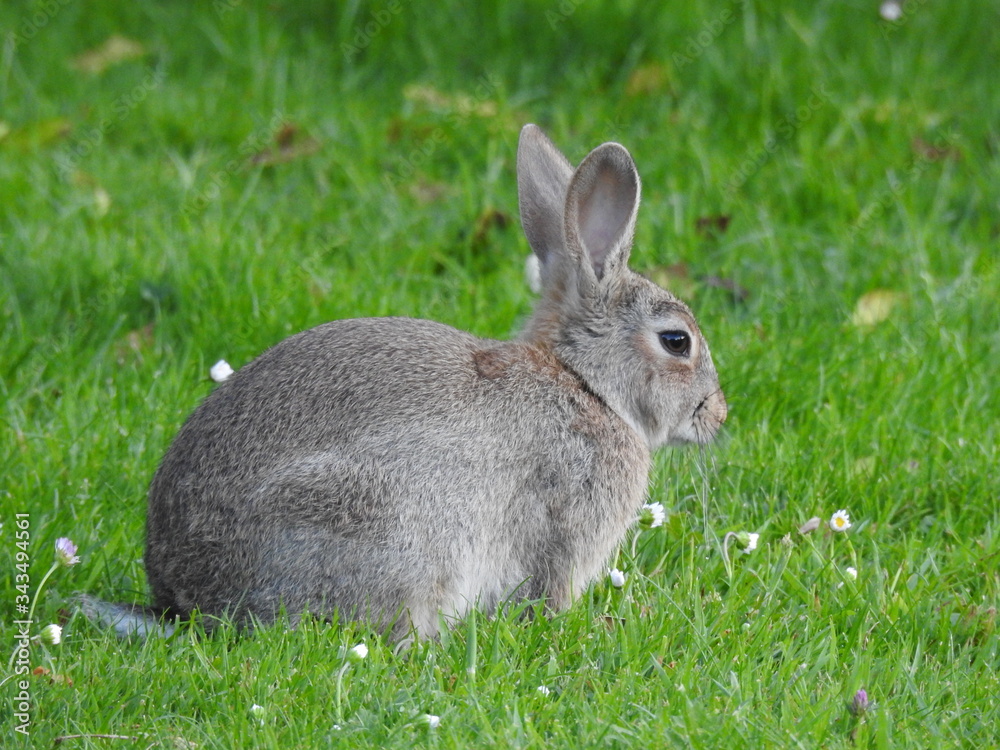 Fototapeta premium Królik na trawie
