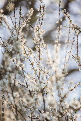 spring flowers 1 © Paul