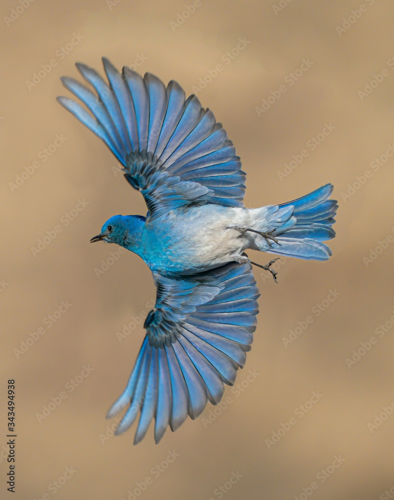Ταπετσαρία Male Mountain Bluebird Wings Wide