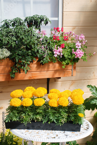 Marigolds Yellow Color (Tagetes erecta, Mexican marigold)