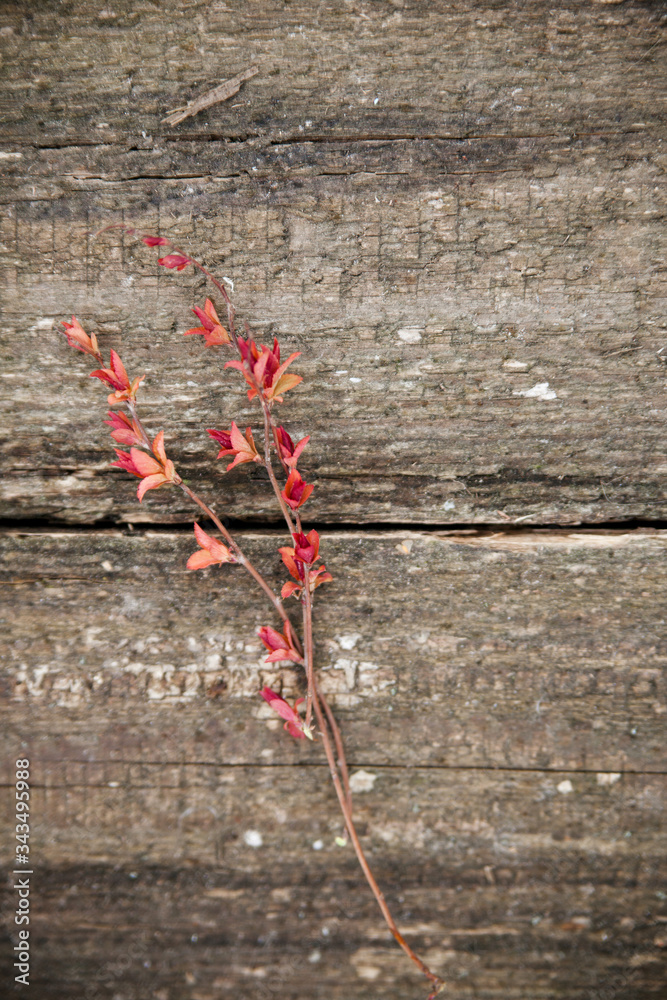Spirea twigs with buds and red young leaves. Spirea twigs with buds and red young leaves.