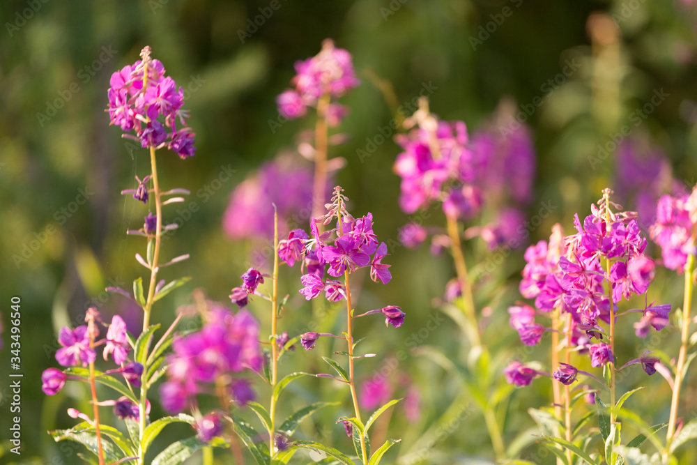 Fototapeta premium flowers of Fireweed, Chamaenerion angostifolium on a sunny summer day
