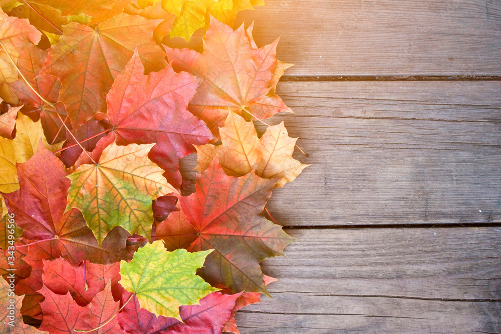 Yellow, green and red tree autumn leaves and berries frame composition on old wooden background. Great season texture with fall mood. Nature september and october background. Copy space, top view. Yellow, green and red tree autumn leaves and berries frame composition on old wooden background. Great season texture with fall mood. Nature september and october background. Copy space, top view.