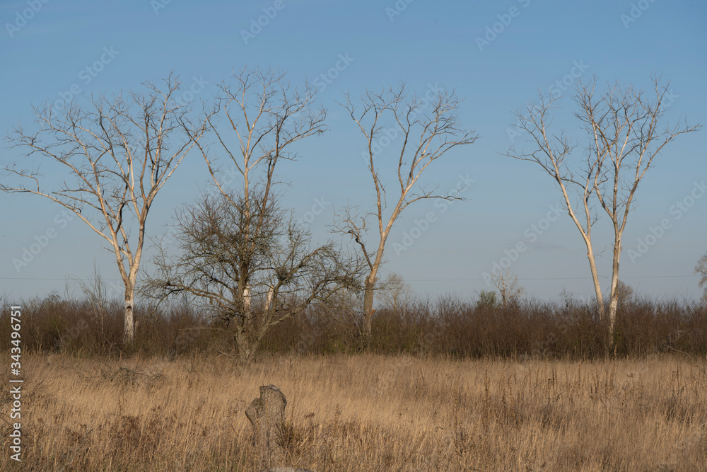 Dried trees, ecological issues, desert Dried trees, ecological issues, desert