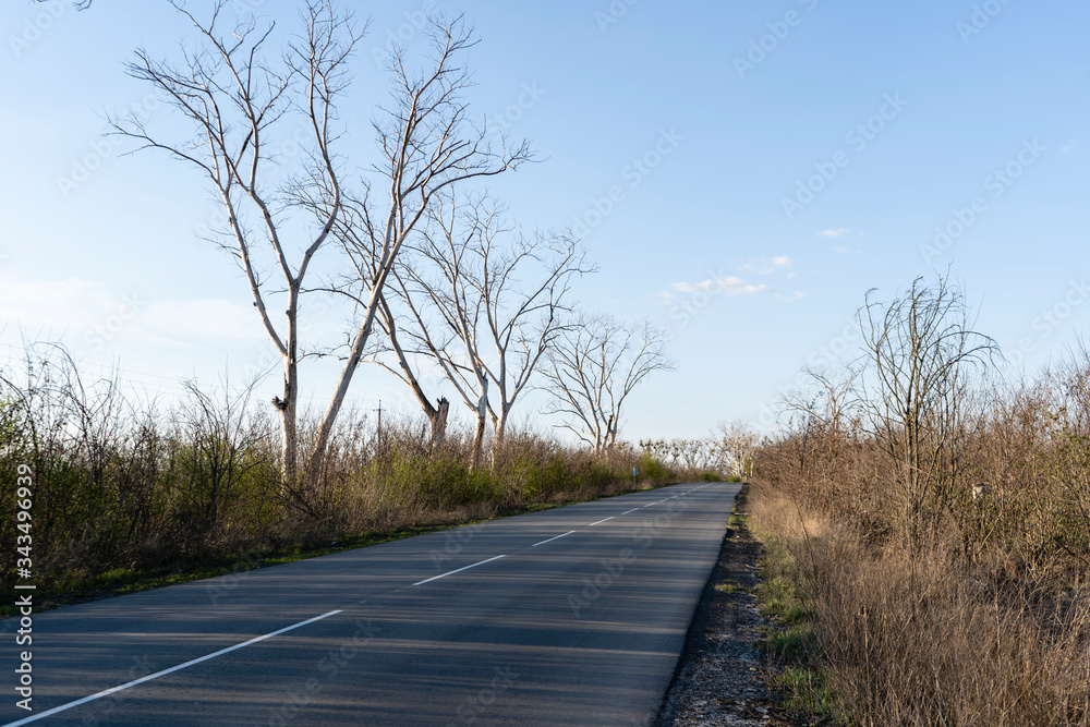 Fototapeta premium Empty road, dried trees along the road