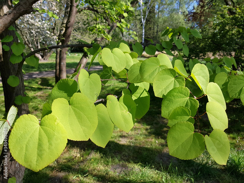 Young leaves of Katsura tree, Cercidiphyllum japonicum, in a park in Germany photo