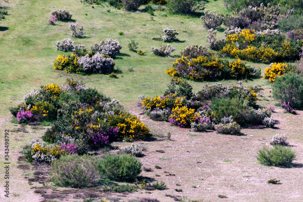 Obraz premium landscape in the north of spain