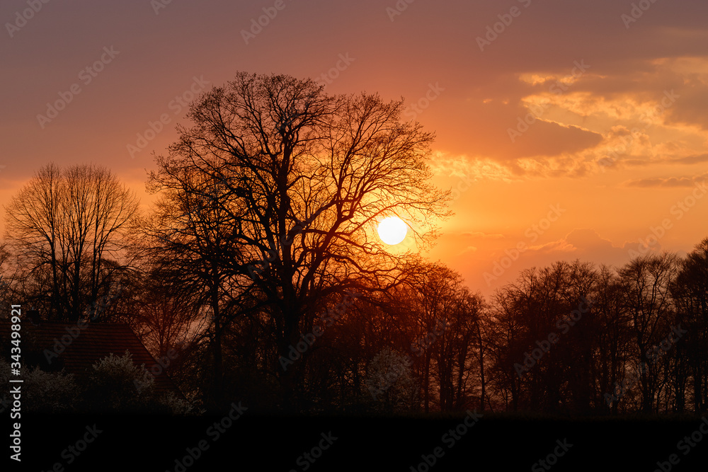 Baumsilhouette im Sonnenuntergang Baumsilhouette im Sonnenuntergang