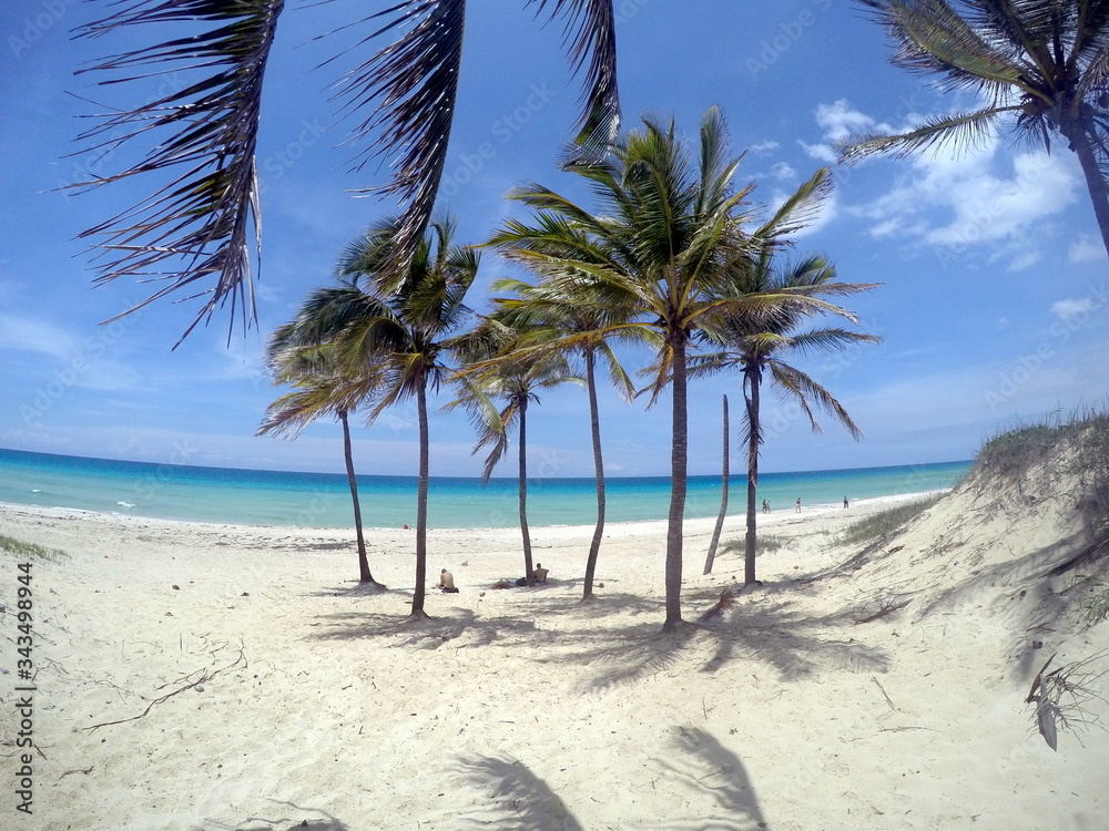 wild palms and coconutsat the tropical paradise