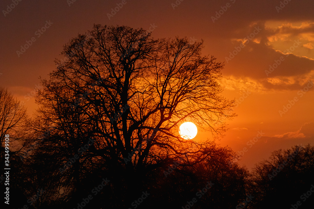 Baumsilhouette im Sonnenuntergang Baumsilhouette im Sonnenuntergang