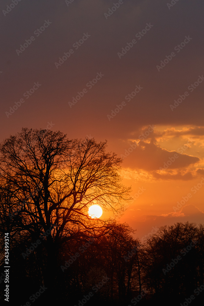Baumsilhouette im Sonnenuntergang 