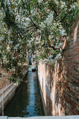 Italian narrow street. Water canel. Bright wall, blooming white tree and unrecognizable people. Traditional canal street with gondola in Venice, Italy. Boat with silhouette in sunny day. Summer time.