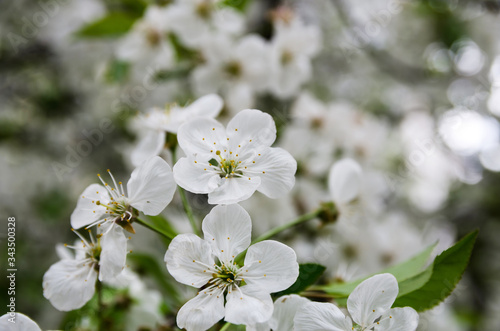 white cherry flowers. Background of cherry flowers.