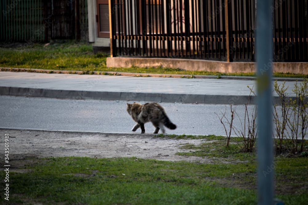 cat casually walking through street