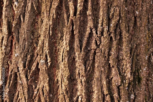The bark of a tree is brown.