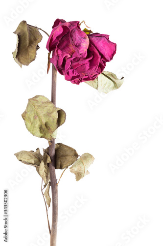 Dry rose