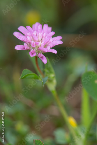 Macrophotographie de fleur sauvage - Trèfle renversé - Trifolium resupinatum