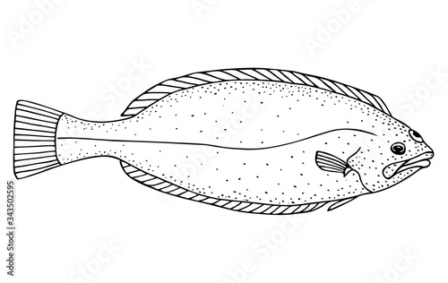 Spottail spiny turbot. Hand drawn realistic black line illustration.