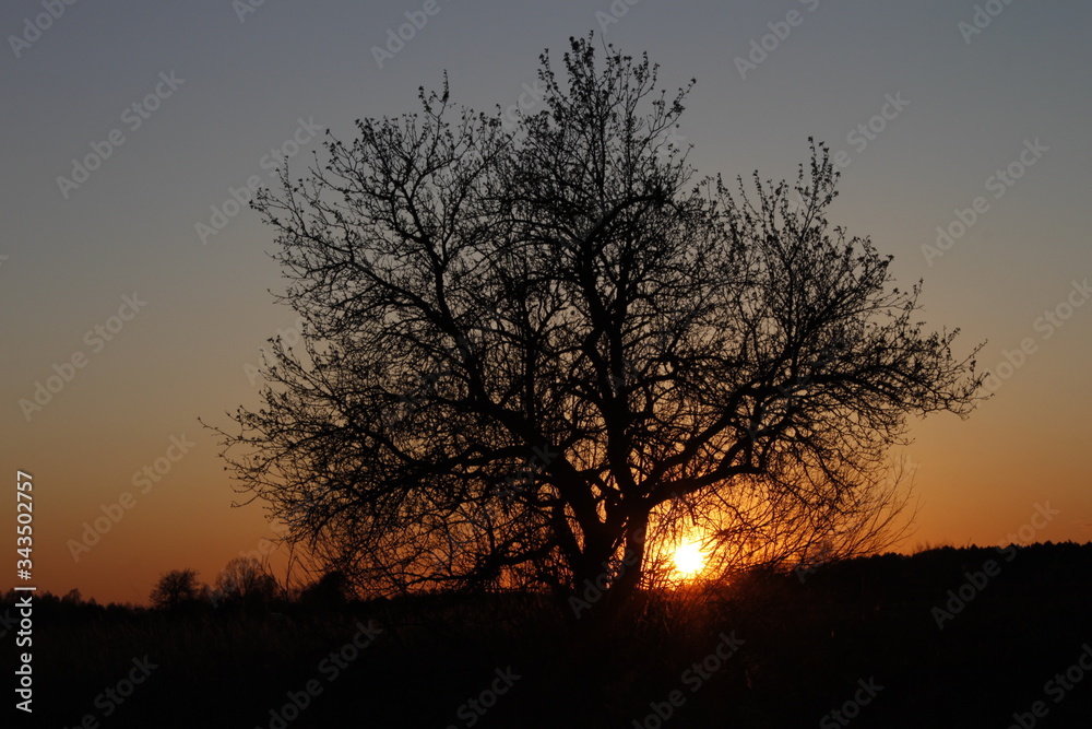 Drzewo,słońce,krajobraz,przyroda,wieś. Drzewo,słońce,krajobraz,przyroda,wieś.