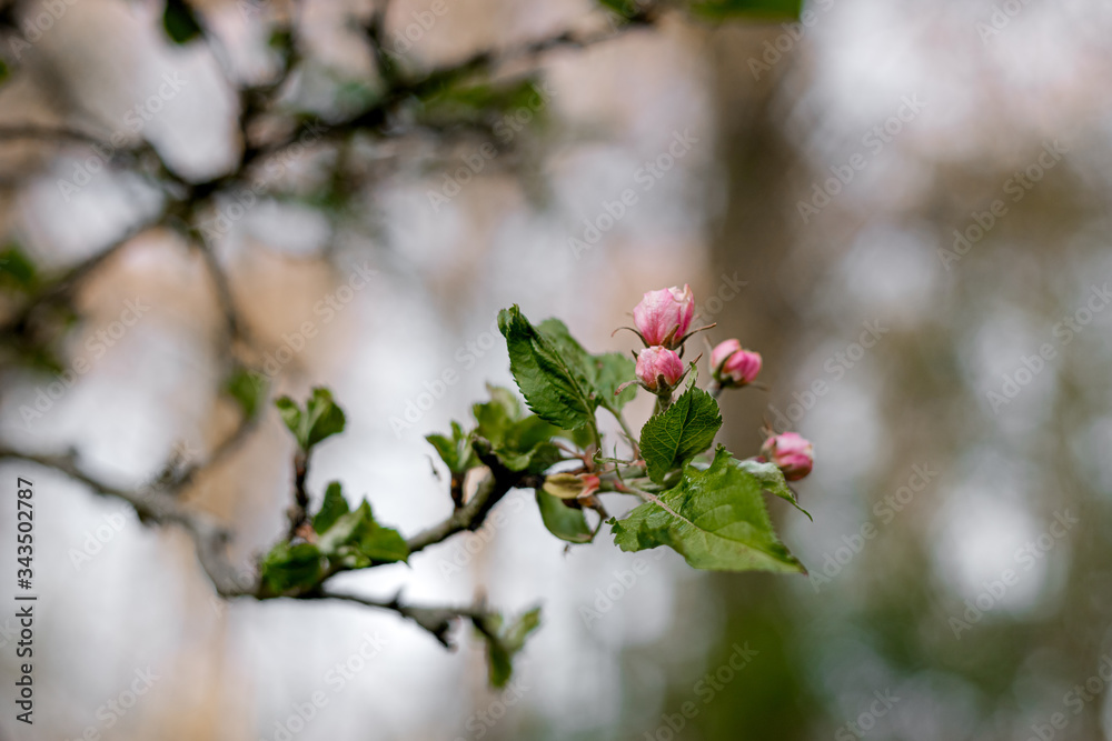 Apfelblüte, Frühlingsfarben Apfelblüte, Frühlingsfarben