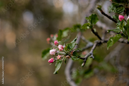 Apfelblüte, Frühlingsfarben 