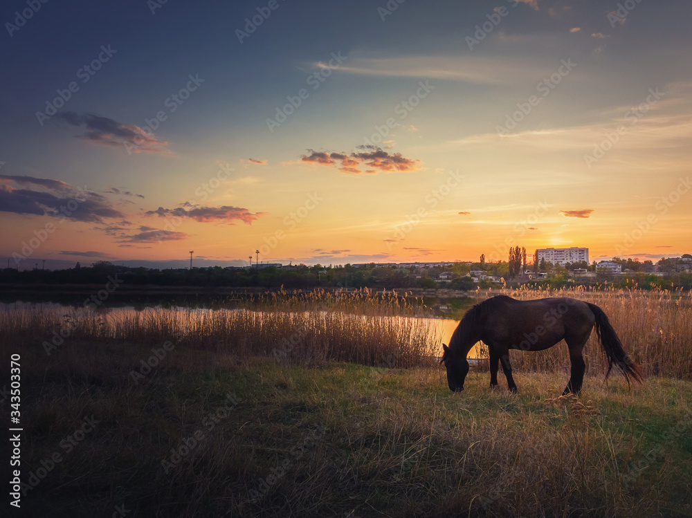 Lone horse silhouette grazing grass on a spring pasture near lake against warm sunset. Idyllic rural landscape and a black mare meets the evening on the meadow. Calm countryside sundown scene. Lone horse silhouette grazing grass on a spring pasture near lake against warm sunset. Idyllic rural landscape and a black mare meets the evening on the meadow. Calm countryside sundown scene.