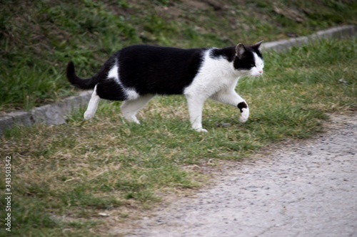 black and white cat walking on grass