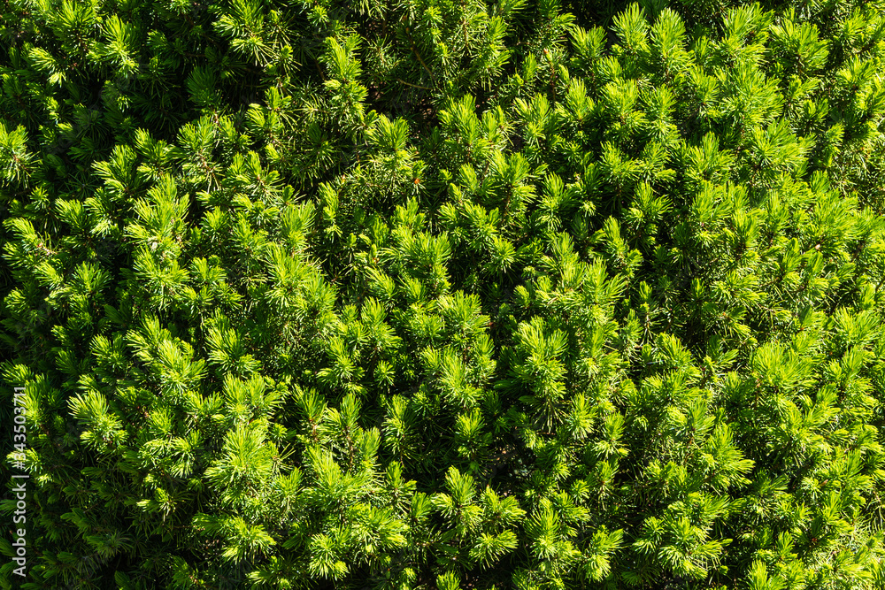 Texture of young bright green shoots of Canadian spruce Picea glauca Conica. Selective focus. Close-up. Nature concept for design. Place for your text.