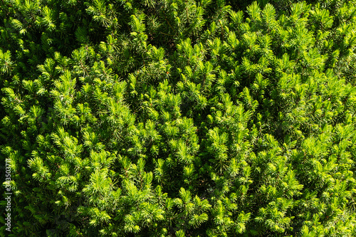 Texture of young bright green shoots of Canadian spruce Picea glauca Conica. Selective focus. Close-up. Nature concept for design. Place for your text.