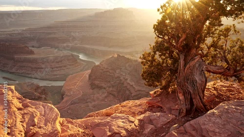 Dead Horse Point State Park, USA. Walking the edge of a cliff. Sun beams getting through branches of evergreen tree. View on red rocks and Horseshoe Bend. 4K photo