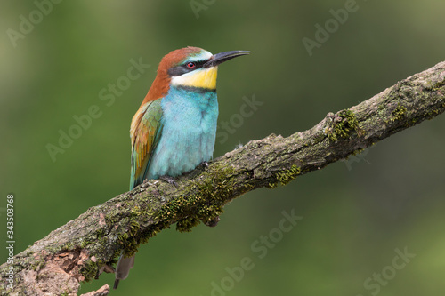 Detailed portrait of Europea bee eater at morning (Merops apiaster) © manuel